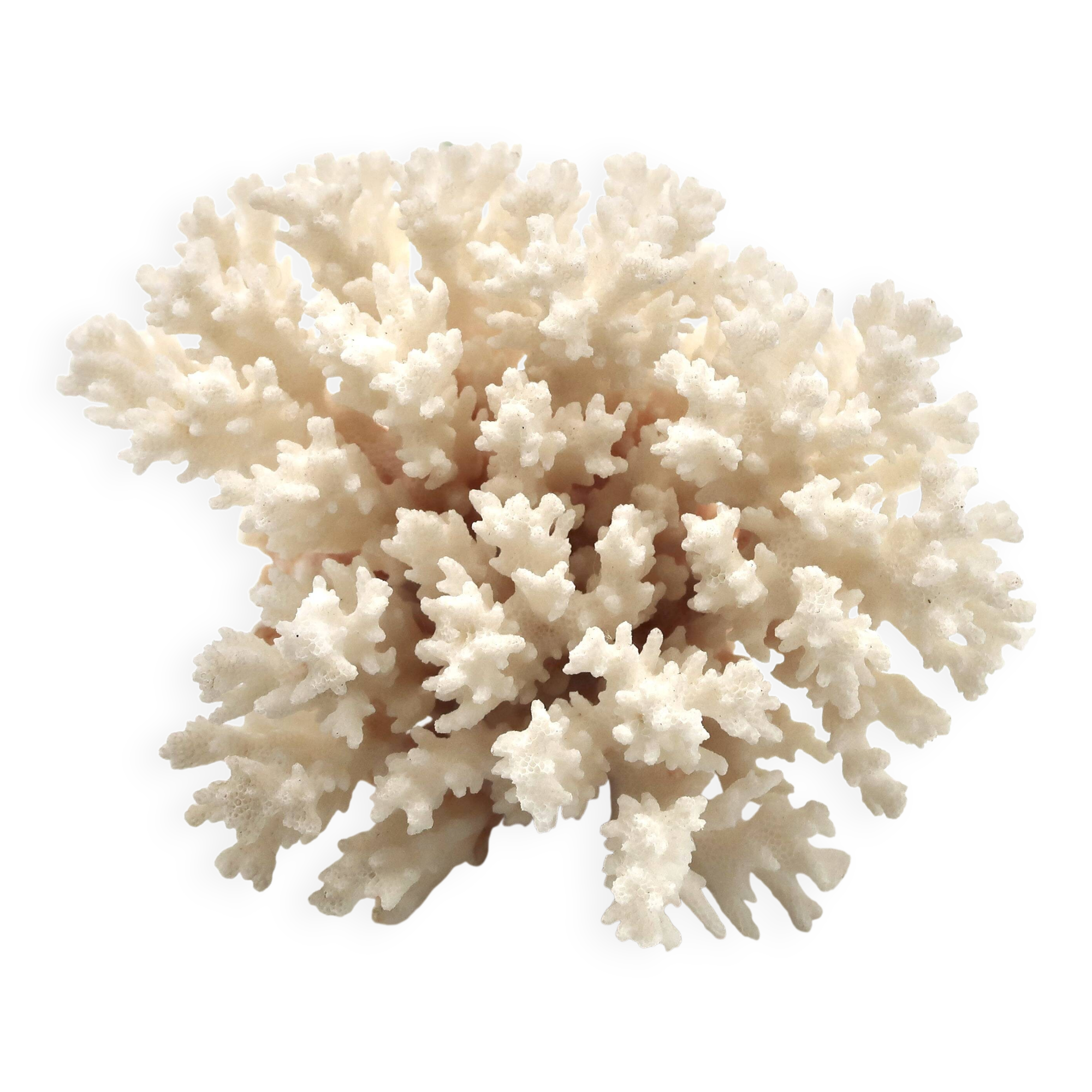 Old branch of white coral, 1970s