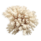 Old branch of white coral, 1970s