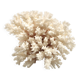 Ancienne branche de corail blanc, années 70