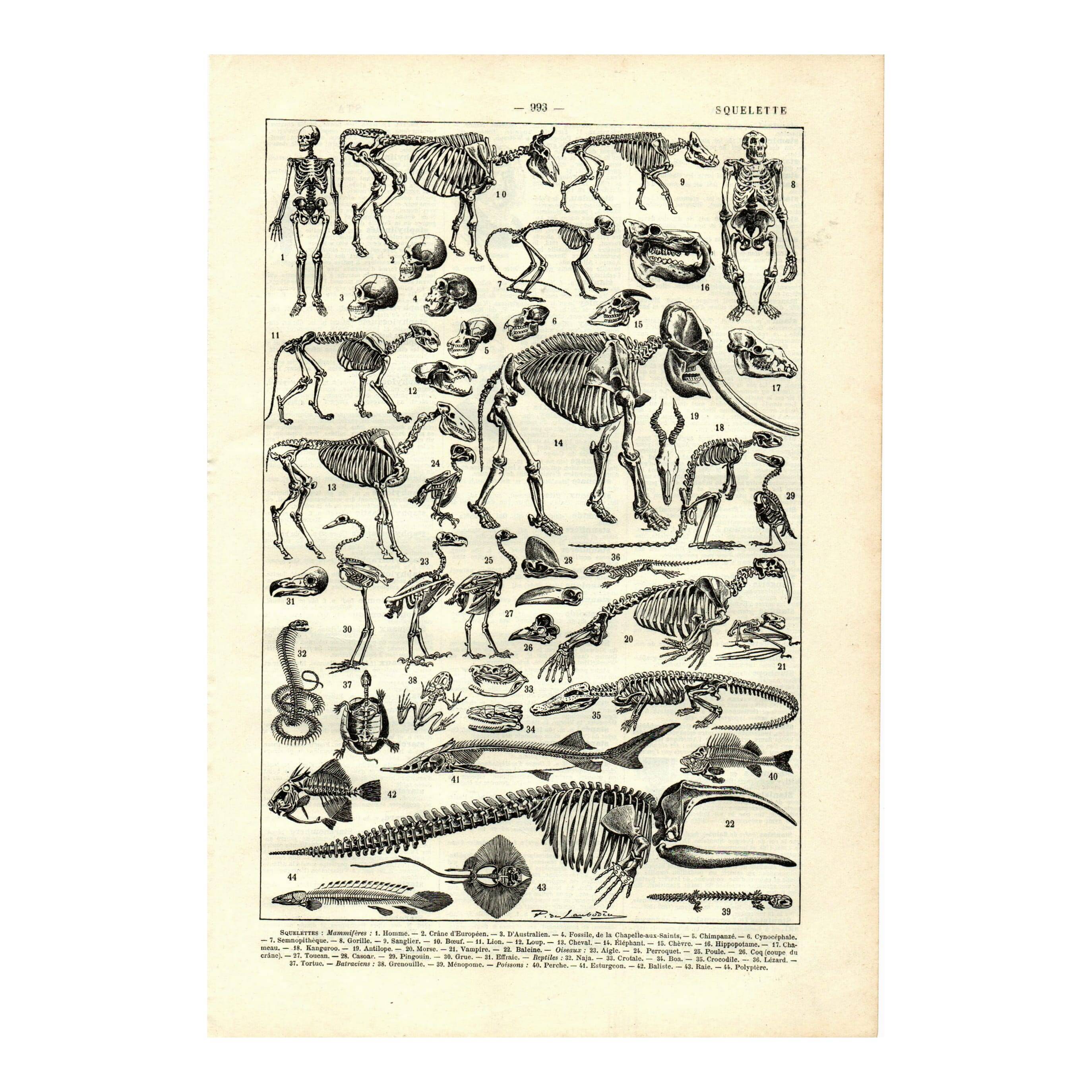 Gravure ancienne 1923 - Squelettes et anatomie comparée par P. De Laubadère