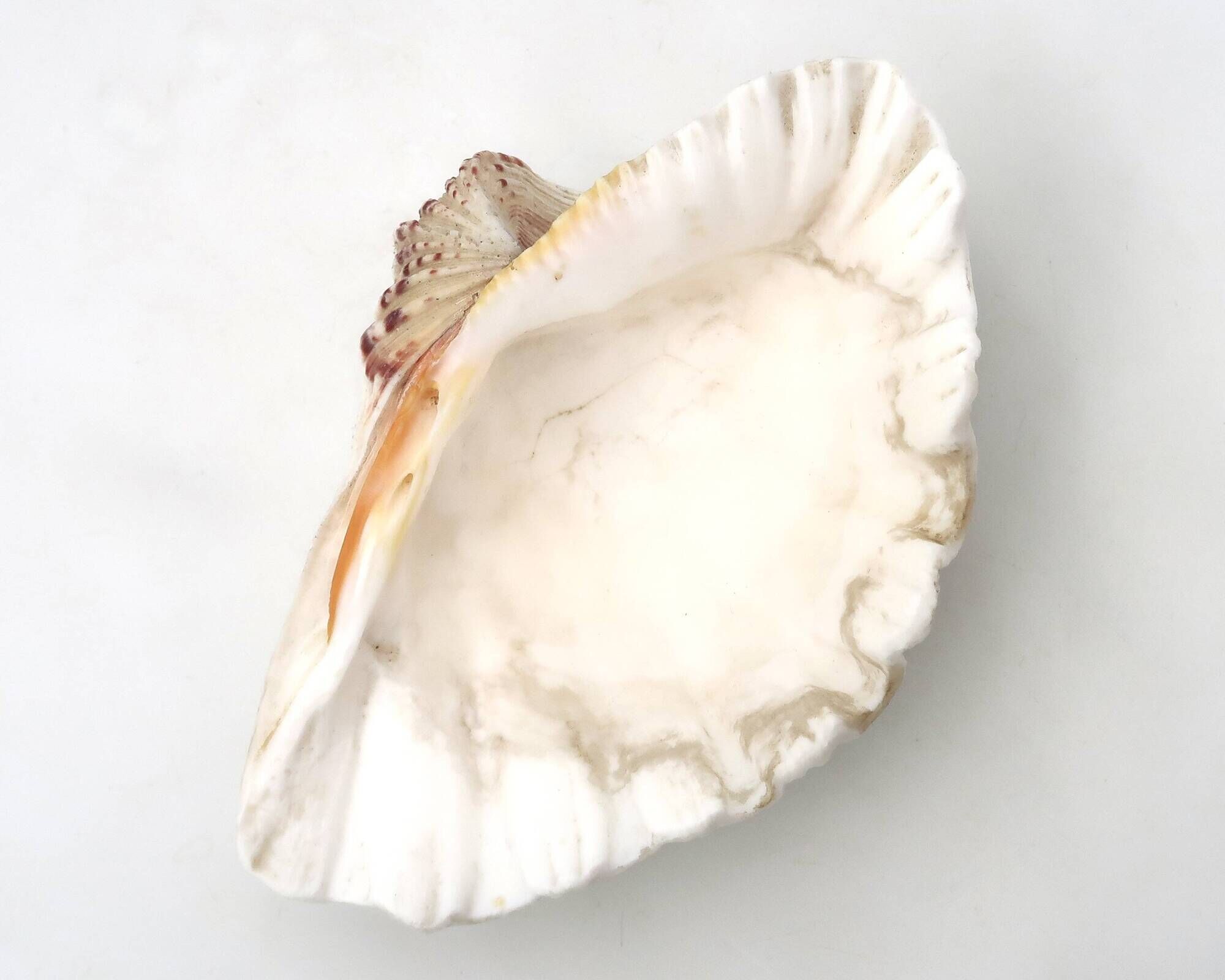 Natural white shell vide poche, vintage 1970s.