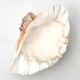 Natural white shell vide poche, vintage 1970s.