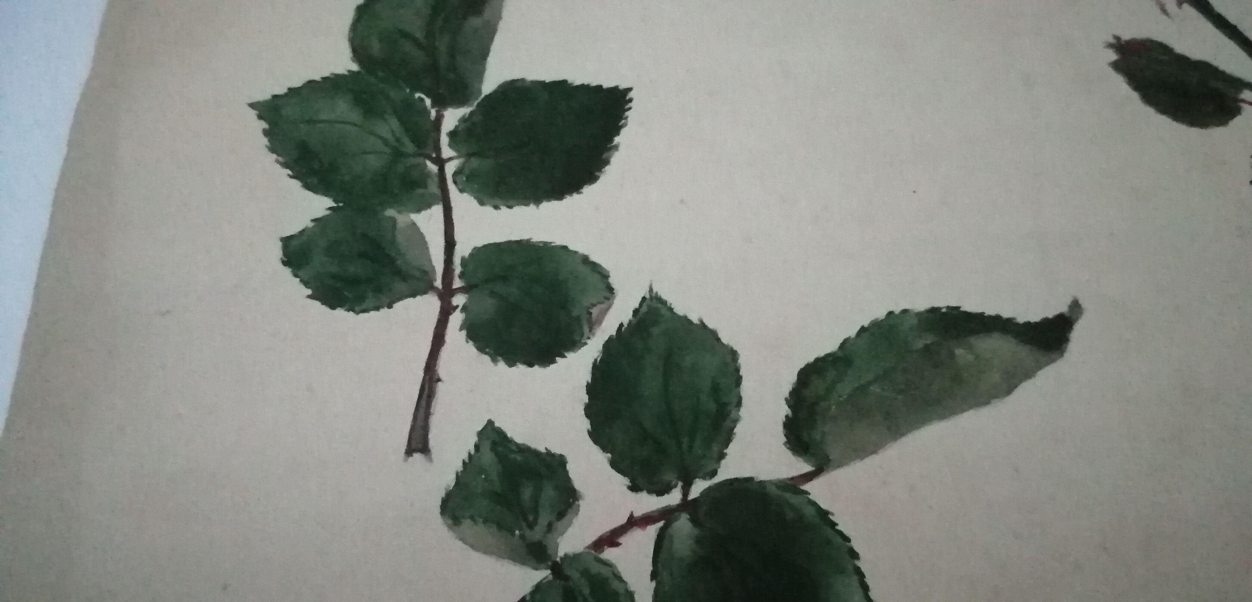 School drawing, study 20s "Rose"