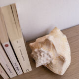Shell