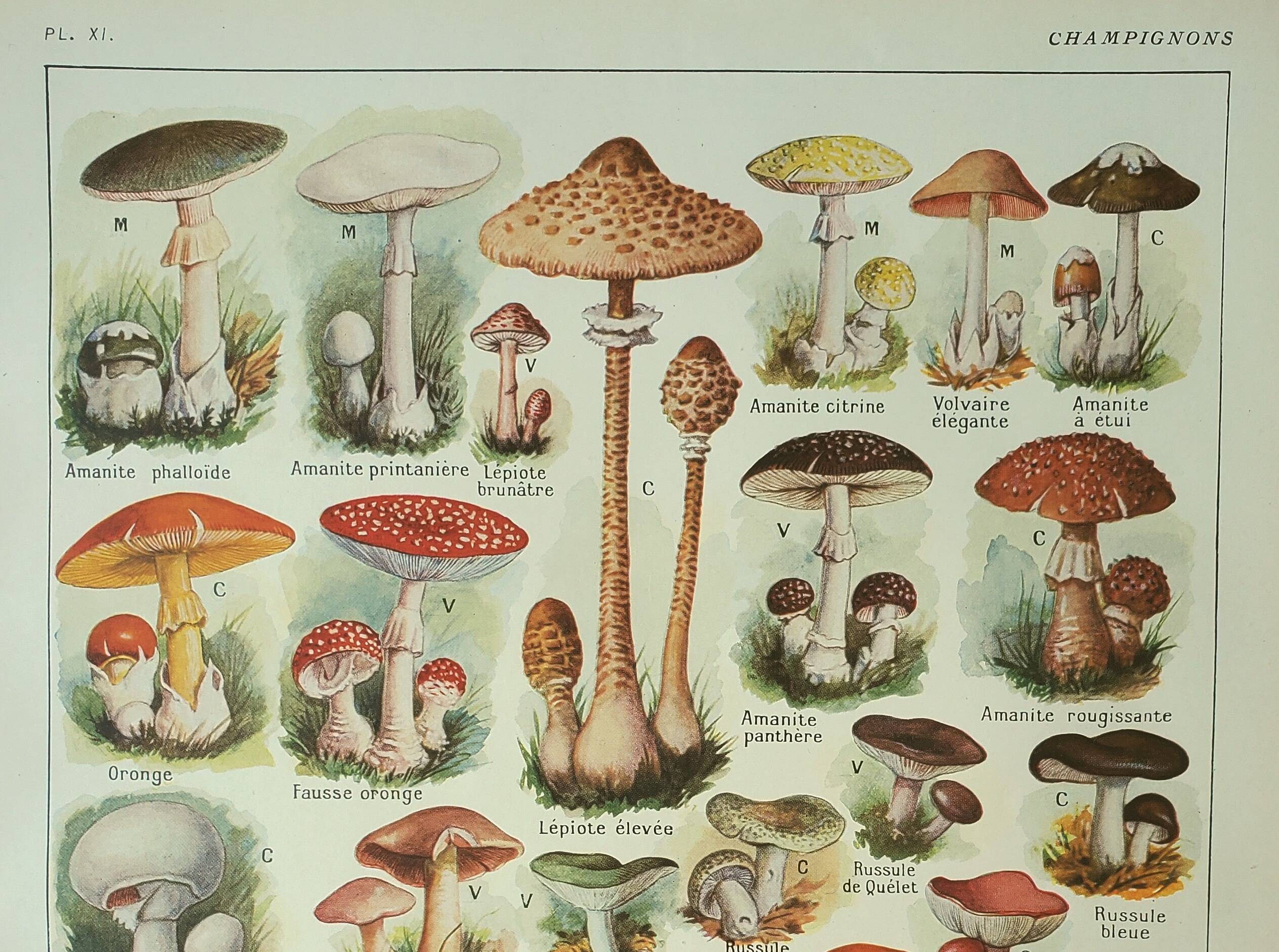 Old lithograph 1922, Mushrooms, picking, mycology, forest • Engraving, original illustration