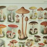 Old lithograph 1922, Mushrooms, picking, mycology, forest • Engraving, original illustration