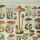 Old lithograph 1922, Mushrooms, picking, mycology, forest • Engraving, original illustration