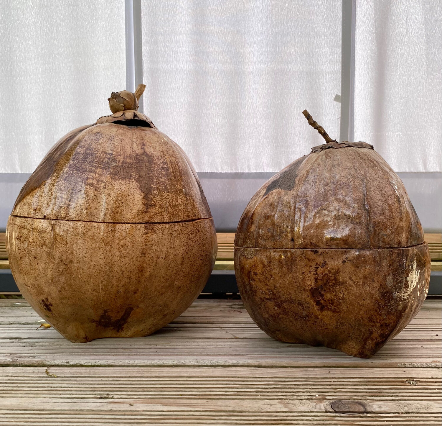Pair of coconut ice buckets
