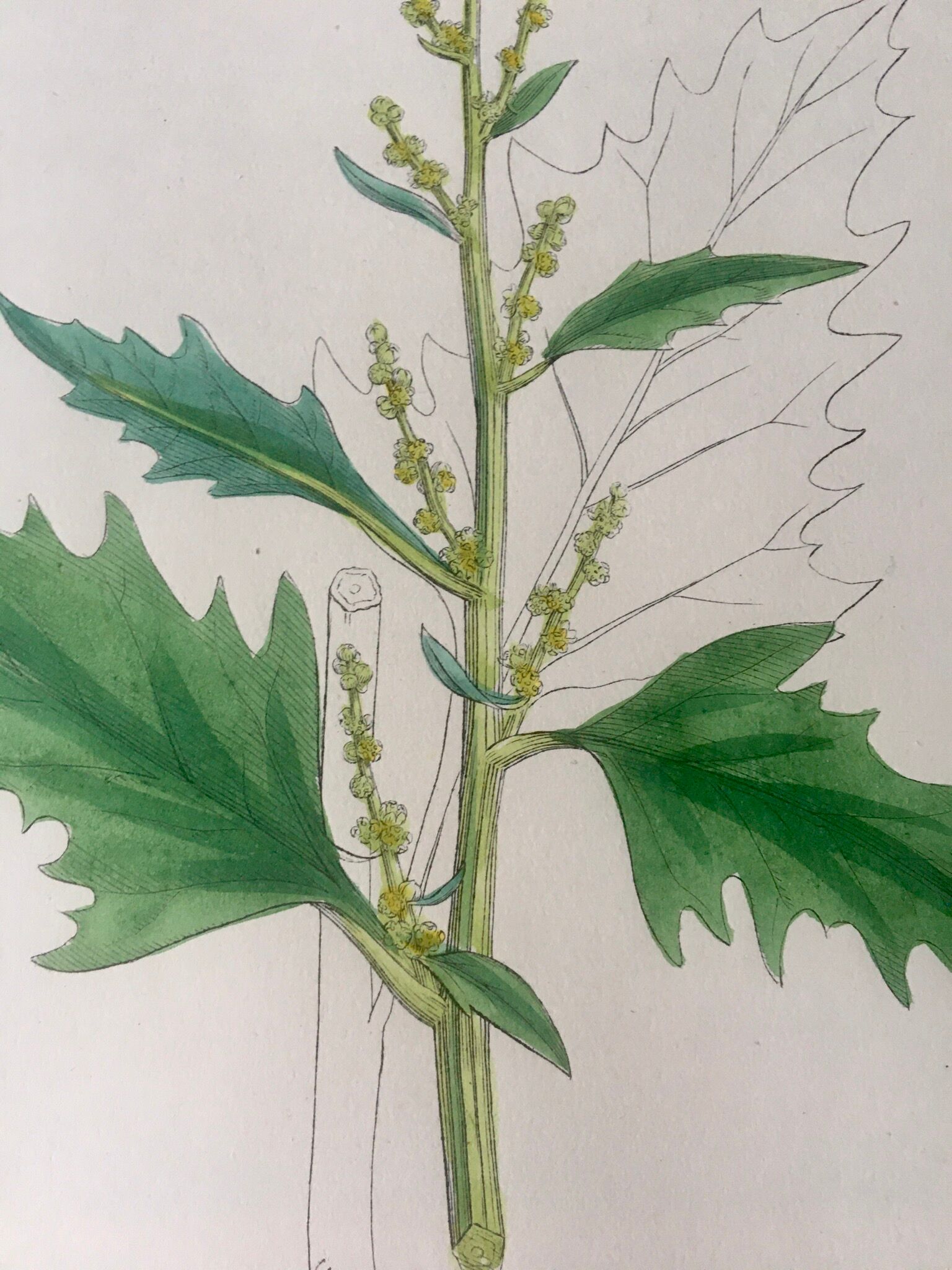 Botanical boards 1920