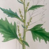 Botanical boards 1920