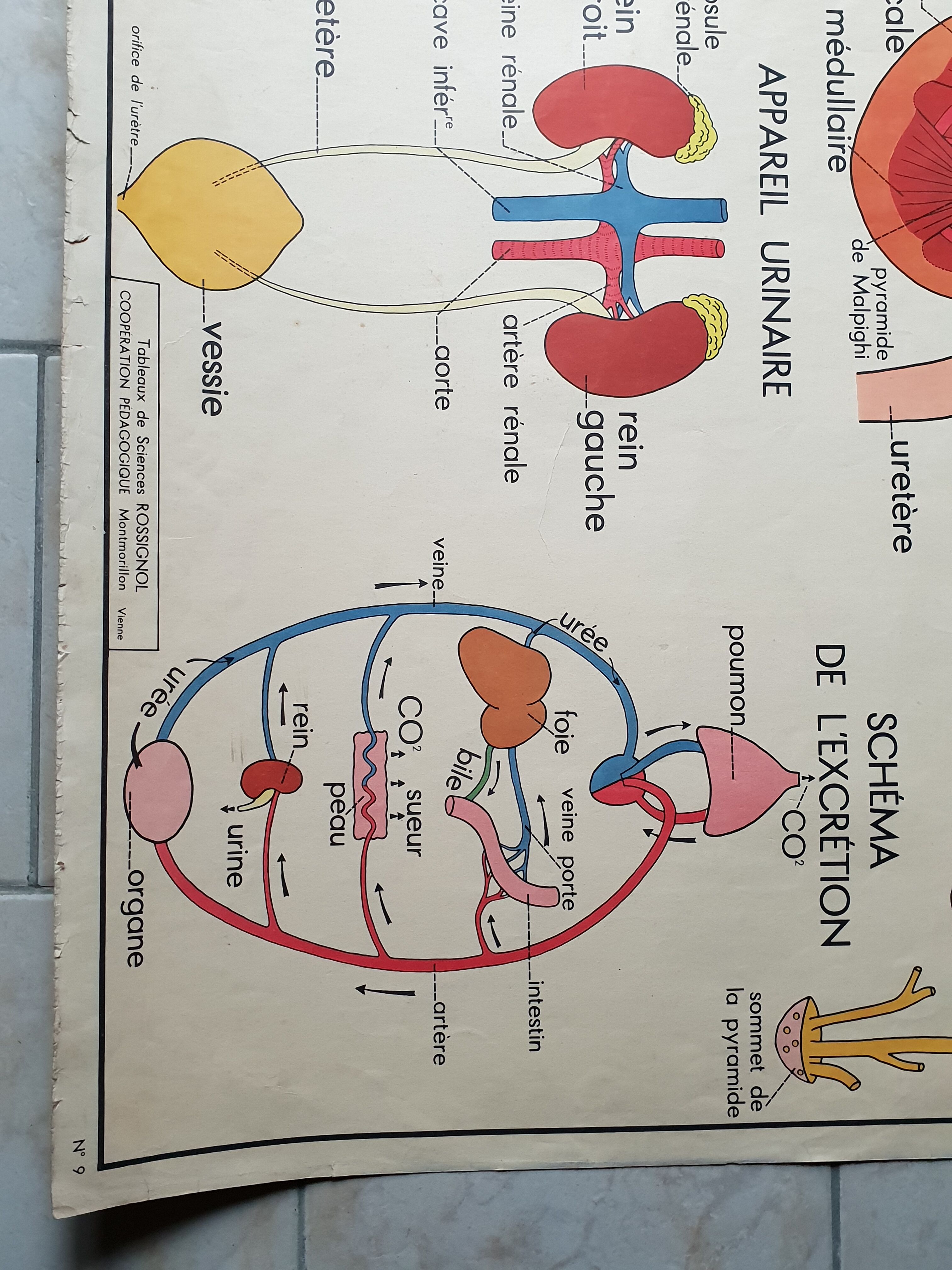 School poster Nightingale No. 10 the skeleton # 9 excretion