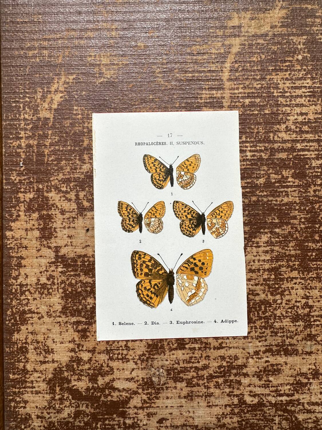 Butterfly lithograph, naturalist plate, 1890