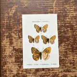 Butterfly lithograph, naturalist plate, 1890