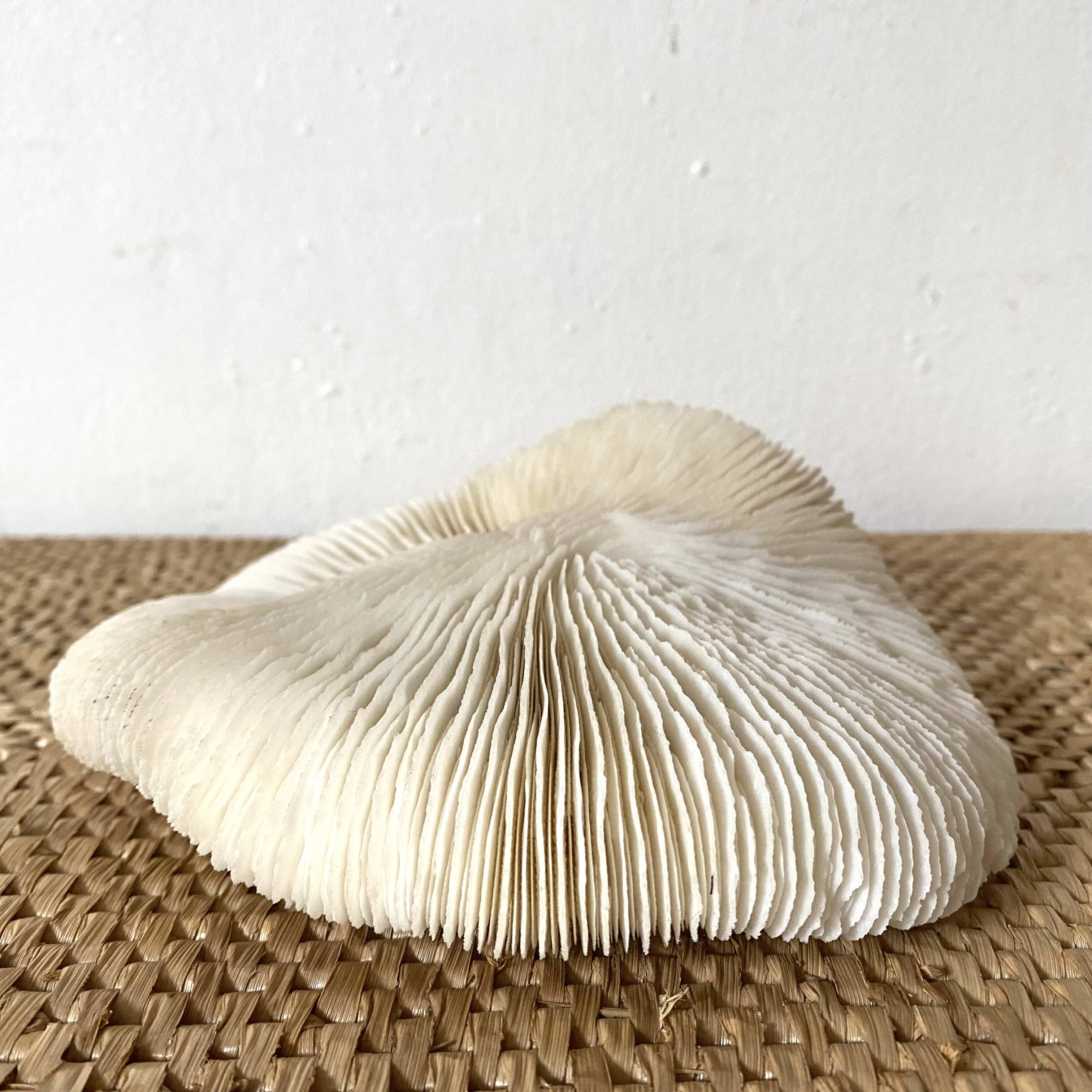 White Coral Fungia 70s