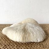White Coral Fungia 70s