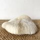 White Coral Fungia 70s