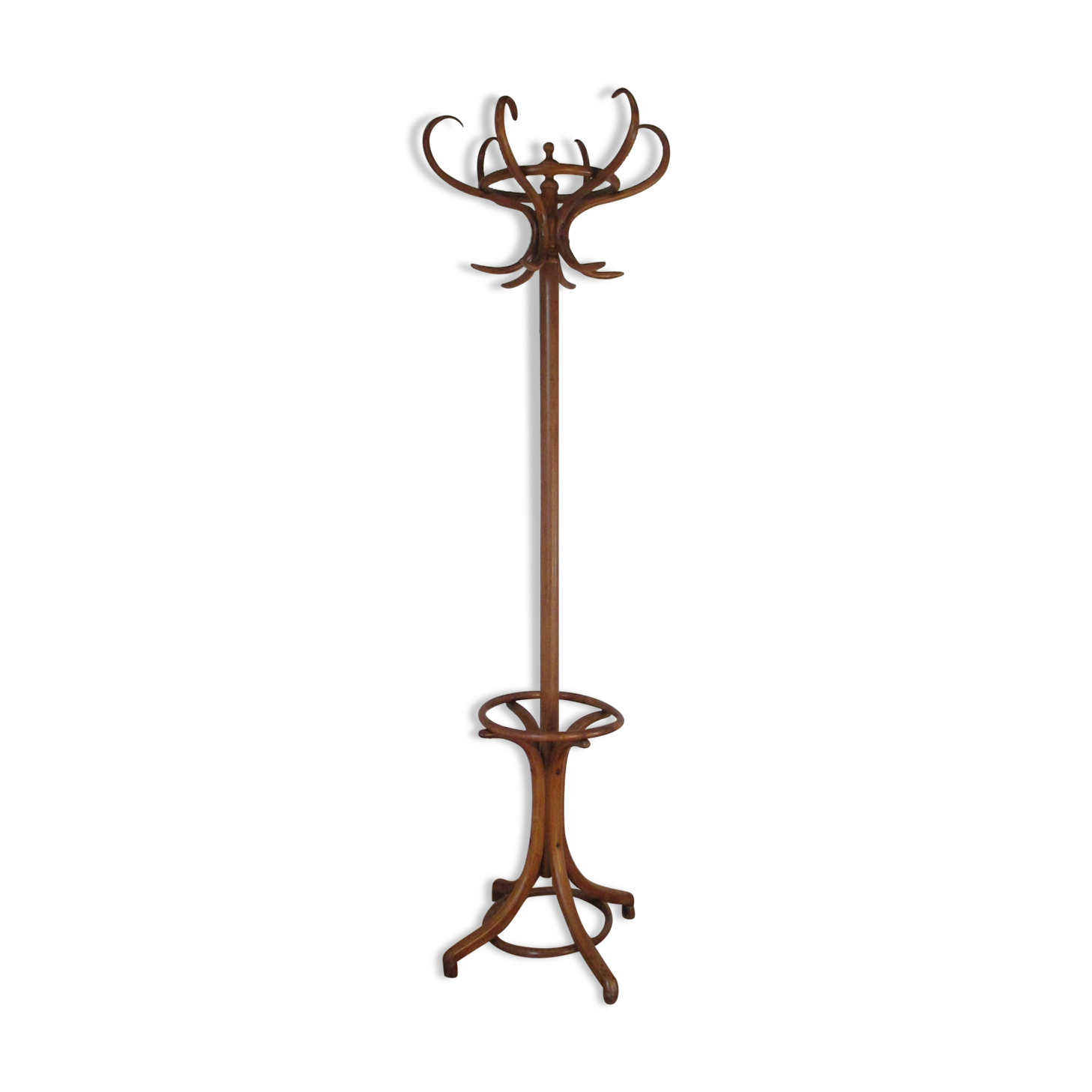 Fishel bistro parrot