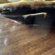 Large Vallauris glazed ceramic bowl/trinket dish, signed JAC - 40/30