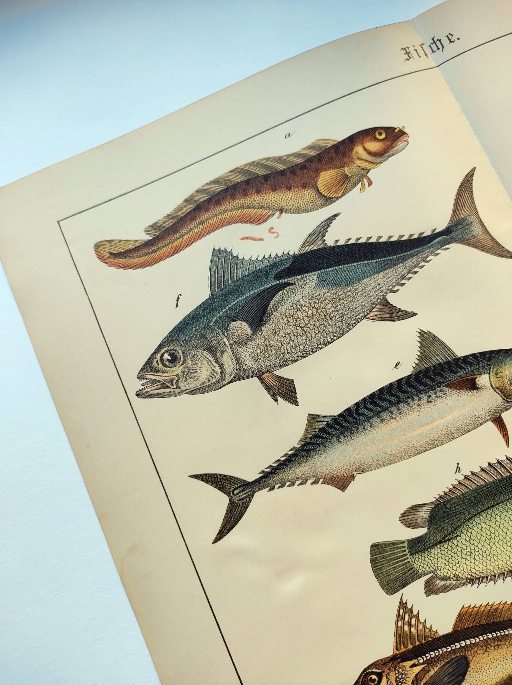 1898 Engraving - Fish - Tuna and Mackerel - Large Vintage Lithograph