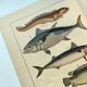 1898 Engraving - Fish - Tuna and Mackerel - Large Vintage Lithograph