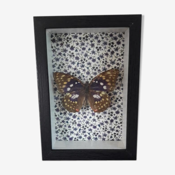 Genuine Butterfly frame naturalized