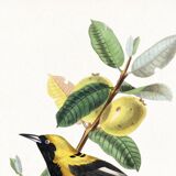 Poster about the Jacamar (exotic bird), based on an old engraving