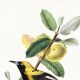 Poster about the Jacamar (exotic bird), based on an old engraving