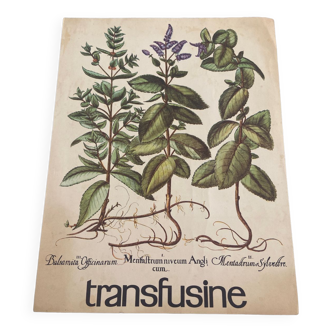 Transfusine medical poster
