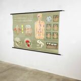 Educational pull-down Jung Koch school map human anatomy chart