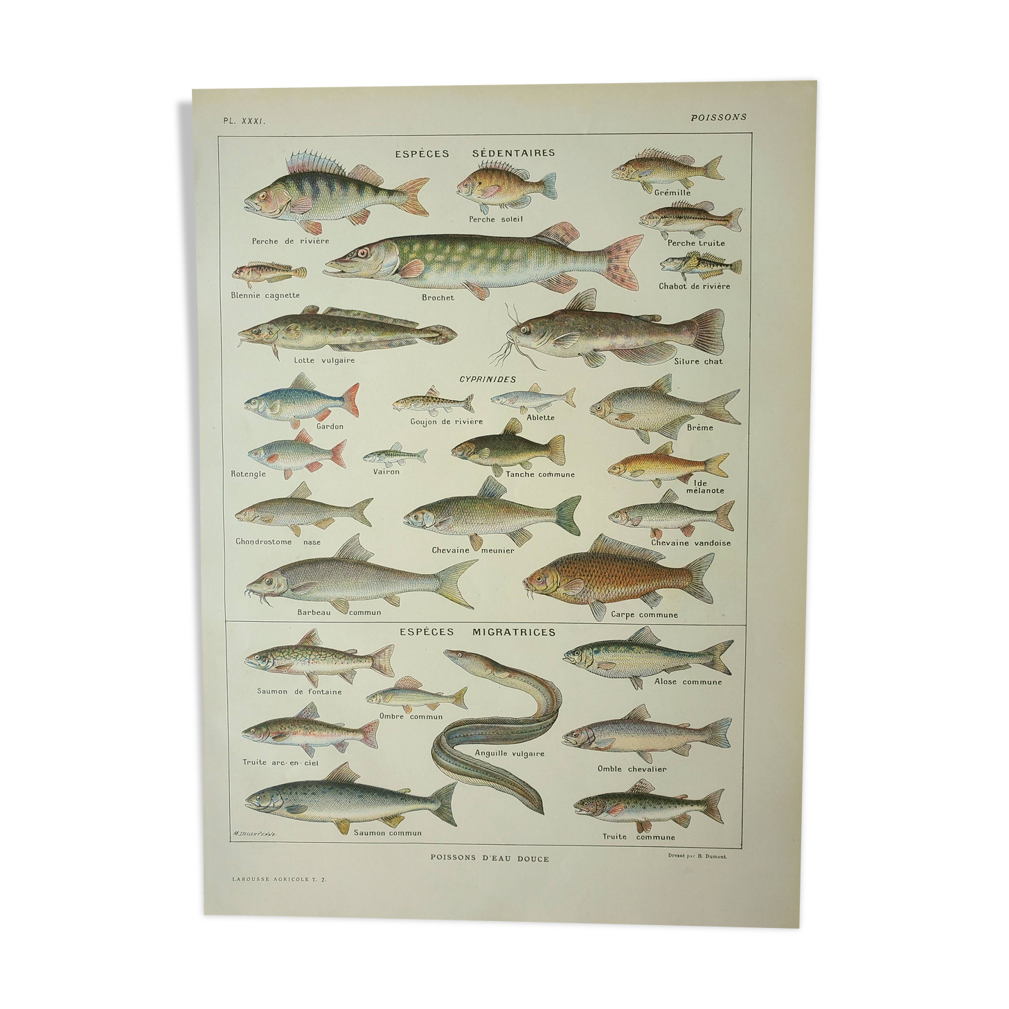 Antique engraving 1922, Freshwater fish, fishing, species • Lithograph, original illustration