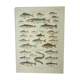 Antique engraving 1922, Freshwater fish, fishing, species • Lithograph, original illustration