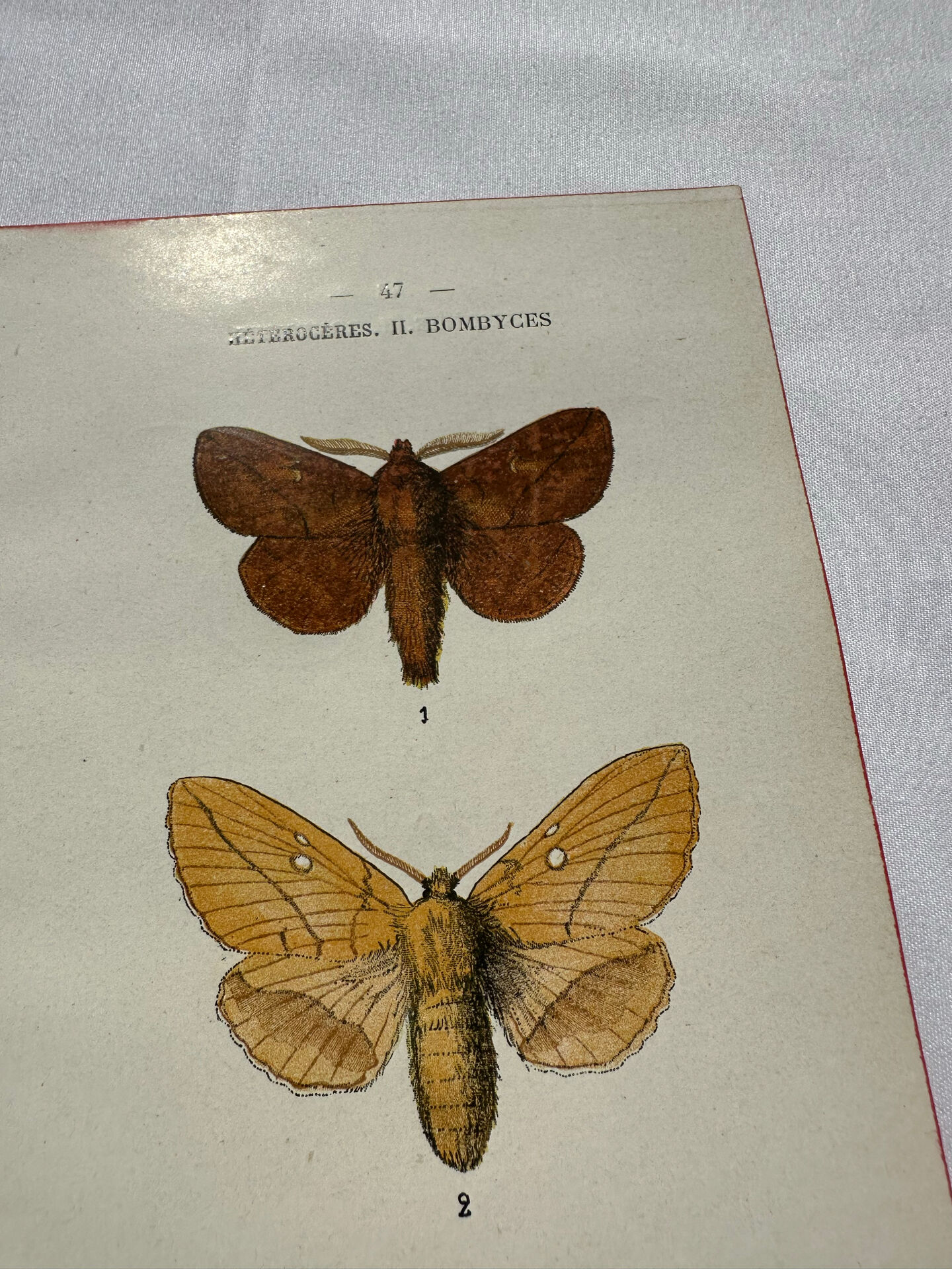 Naturalist engraving Butterfly 19th-century original botanical poster 1800