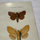 Naturalist engraving Butterfly 19th-century original botanical poster 1800