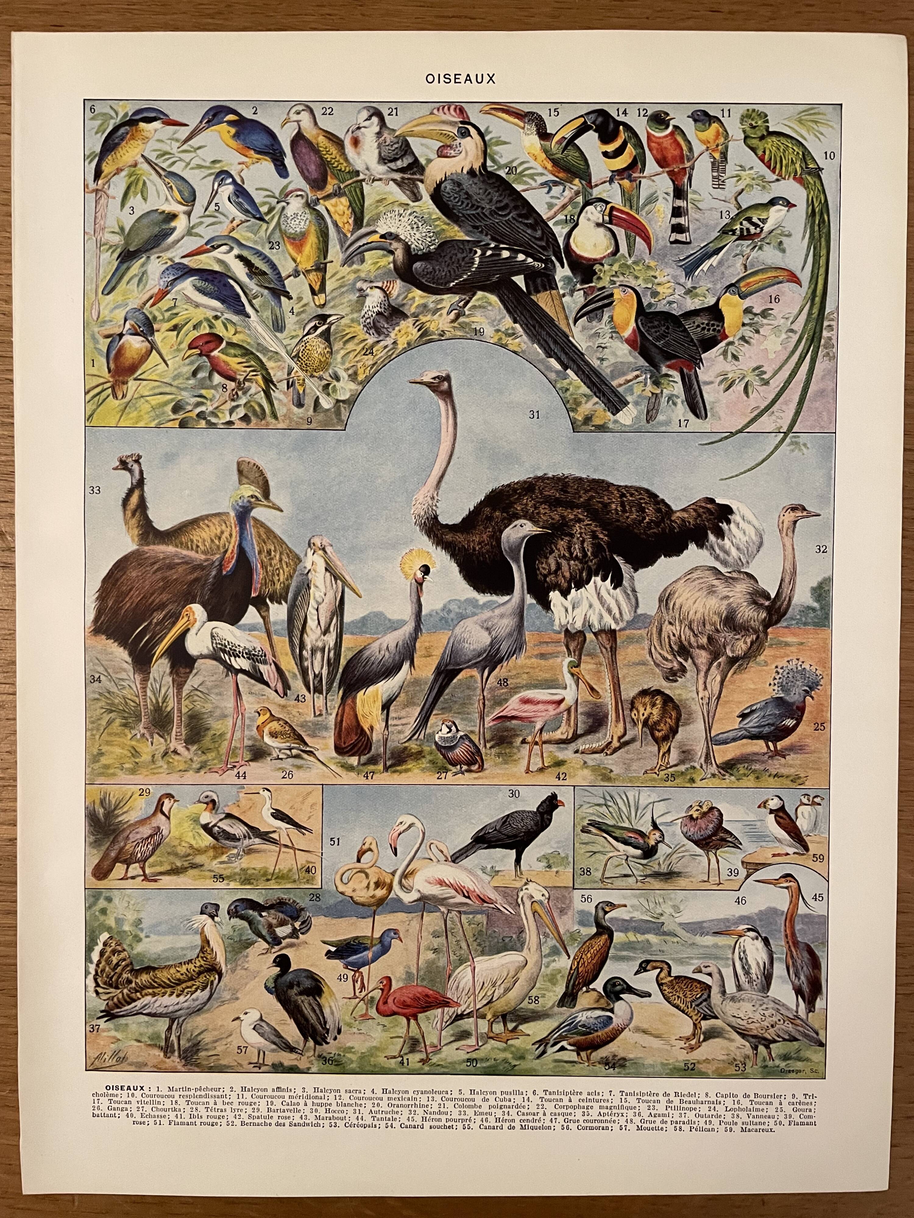 Lithographie gravure sur les oiseaux (autruche) de 1928