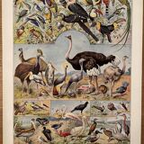 Lithograph engraving on birds (ostrich) from 1928