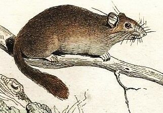 Original zoological plate " loir, marmotte, ours " - buffon 1840
