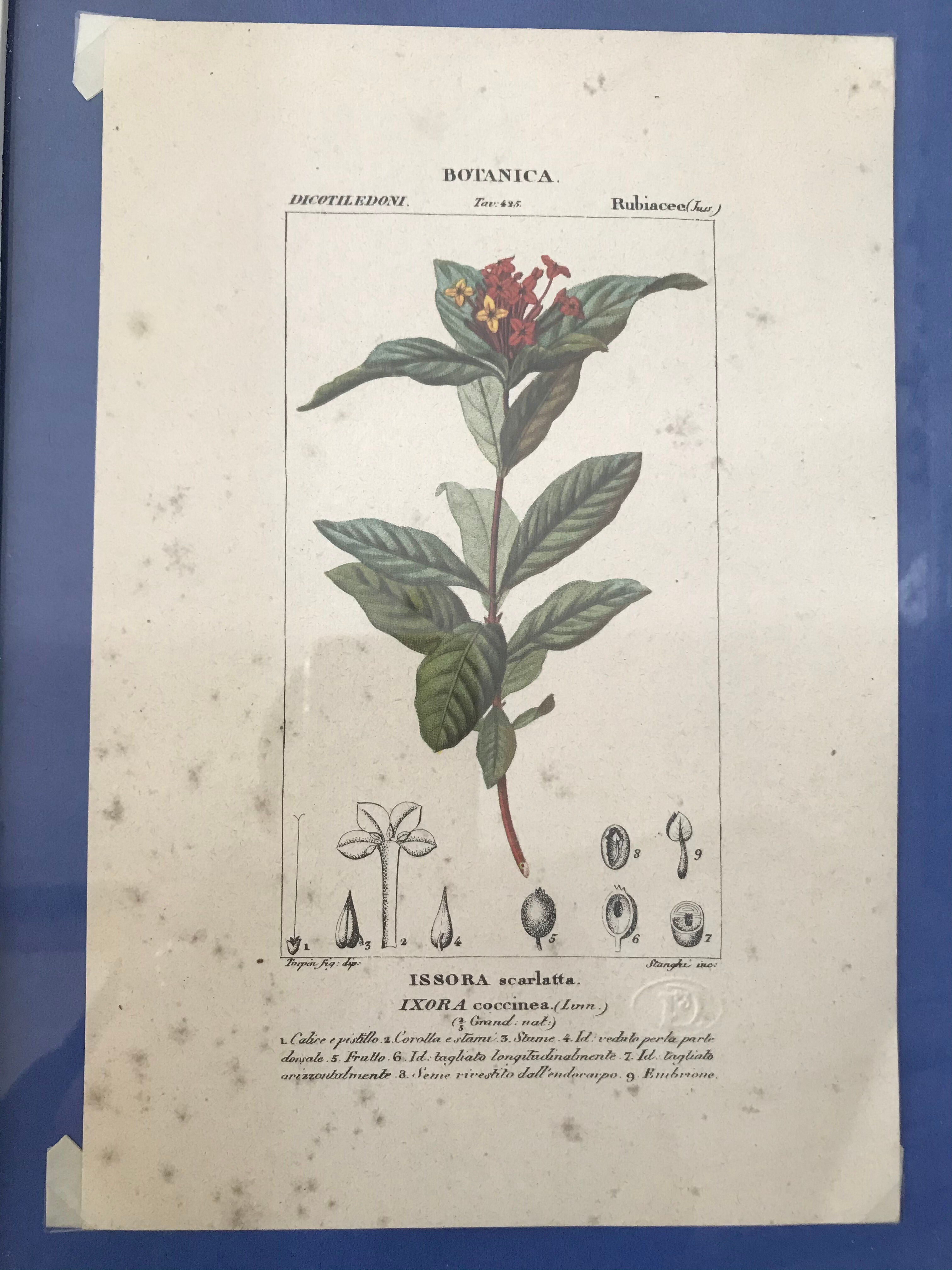 Ancient botanical plank frames
