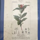 Ancient botanical plank frames
