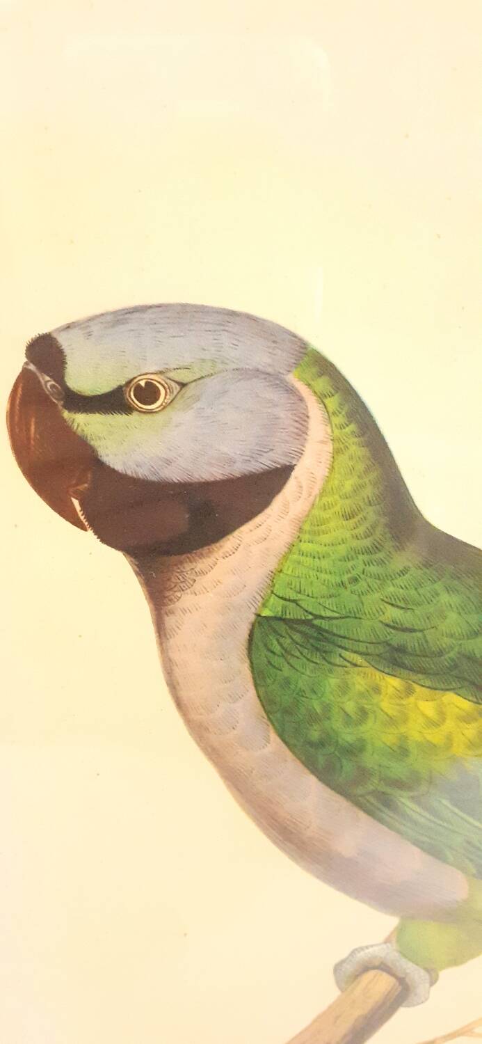 Vintage J.Gould color lithograph