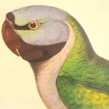 Vintage J.Gould color lithograph
