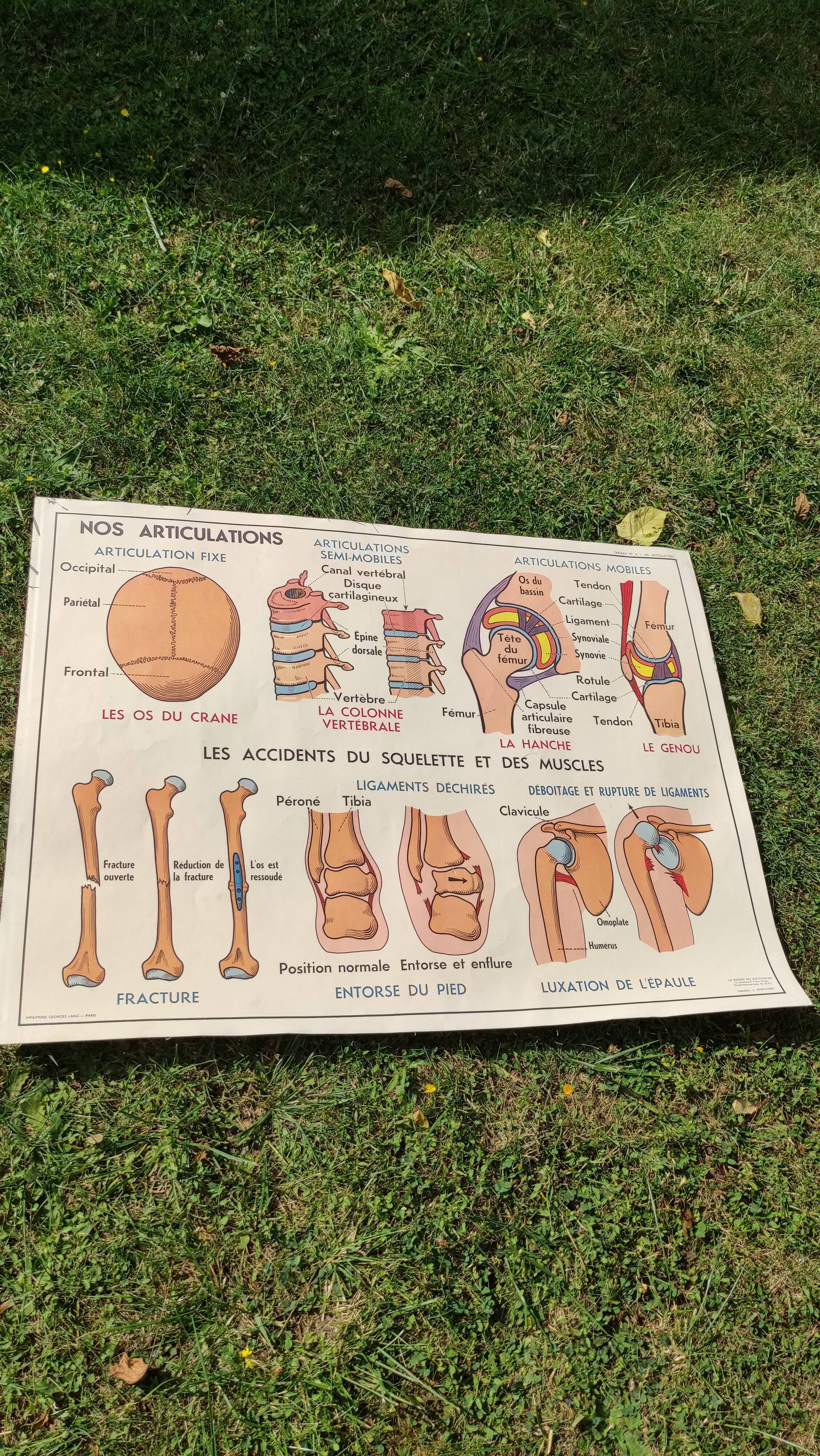 Educational poster on the skeleton and joints