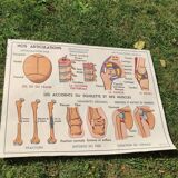 Educational poster on the skeleton and joints