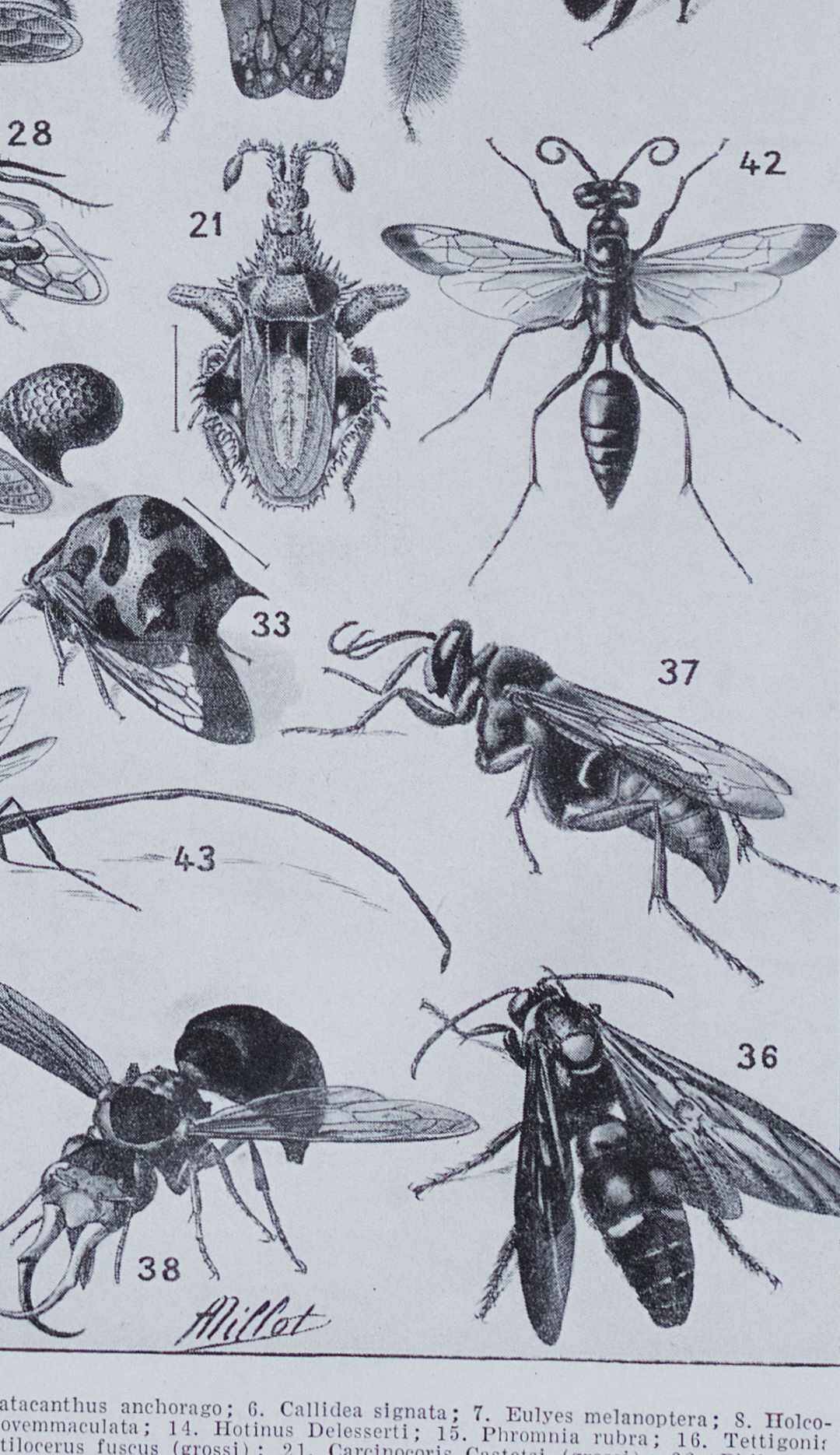 Original plate from 1930: insects, the art of scientific detail.