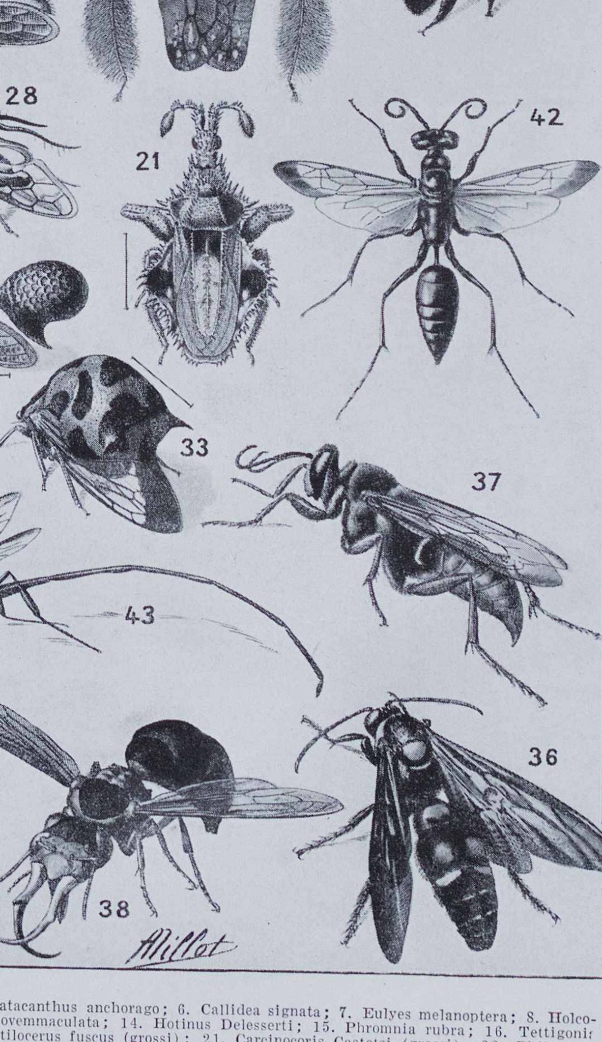 Original plate from 1930: insects, the art of scientific detail.