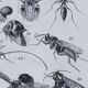 Original plate from 1930: insects, the art of scientific detail.