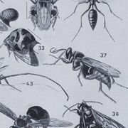 Original plate from 1930: insects, the art of scientific detail.