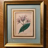 Set of 6 Small Botanical Flower Engravings
