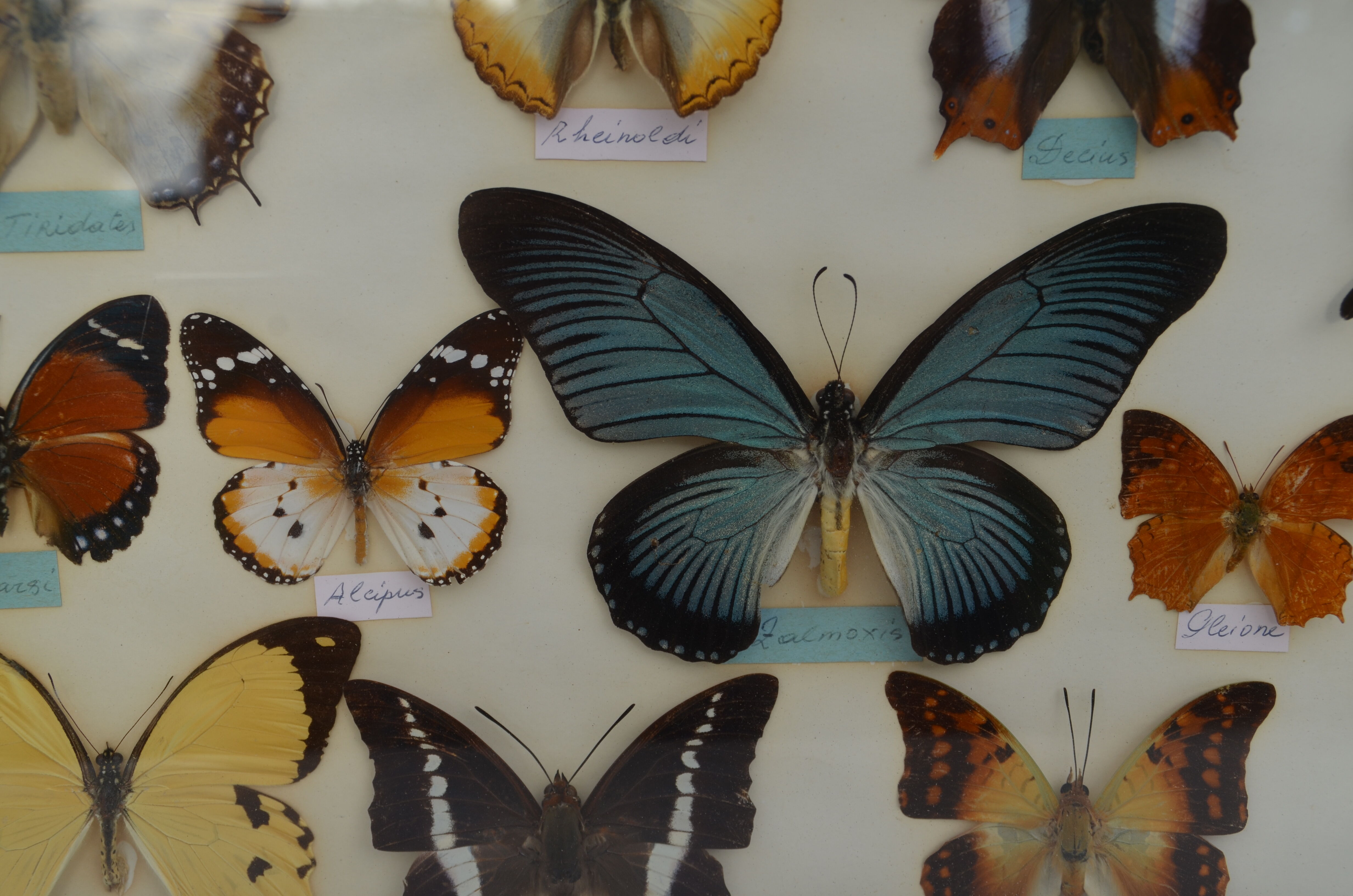 Table mounted butterflies