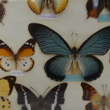 Table mounted butterflies