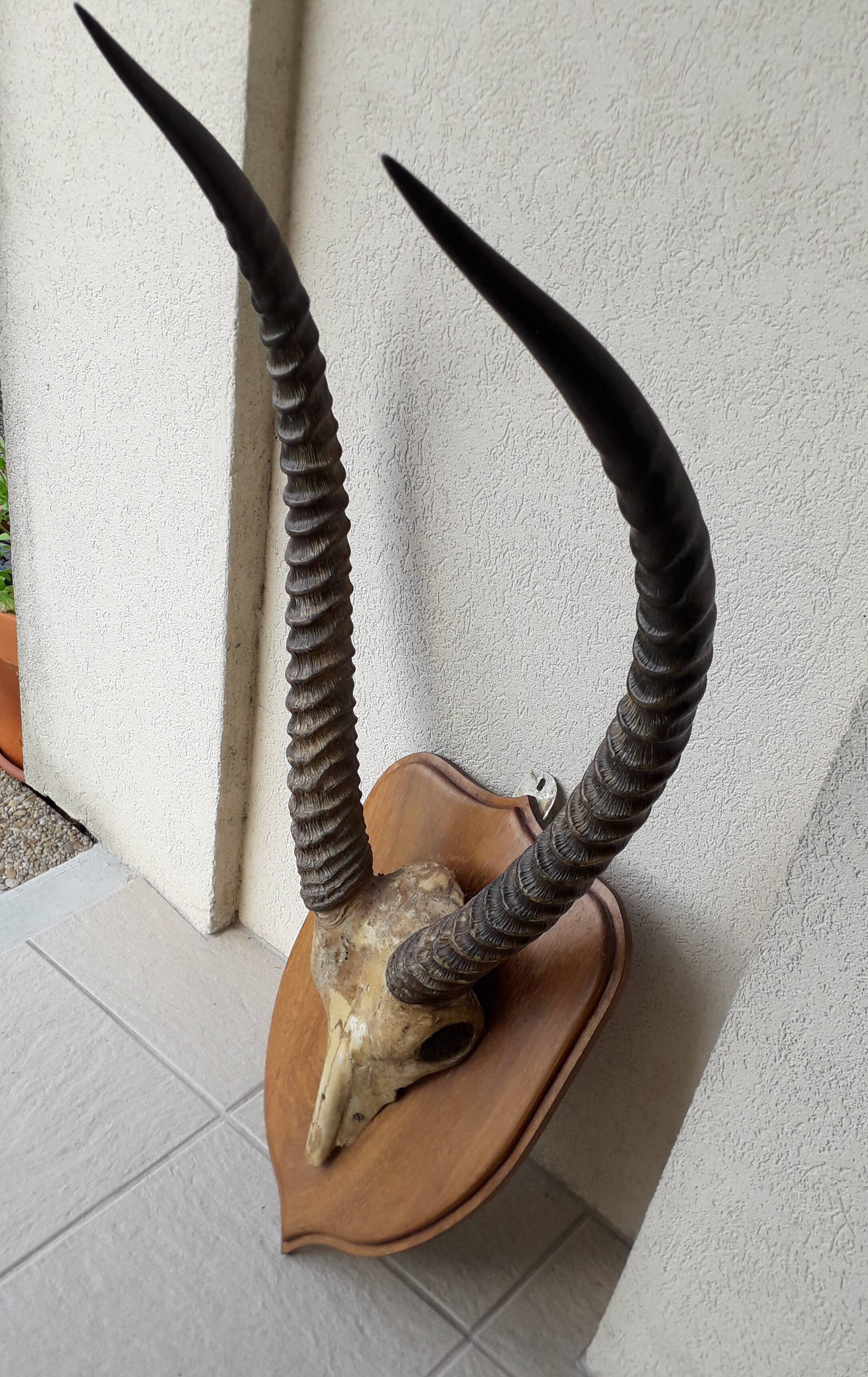 Trophée cornes d'Afrique
